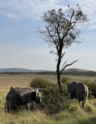 Safari en Kenia Elefantes