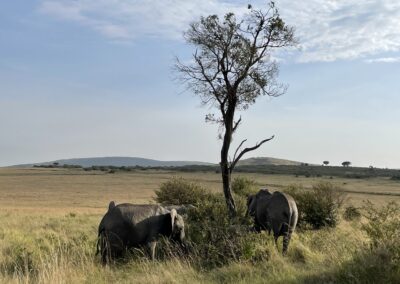 Safari en Kenia Elefantes